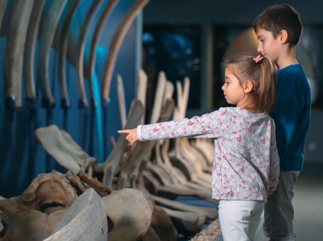 Dinosaur tours